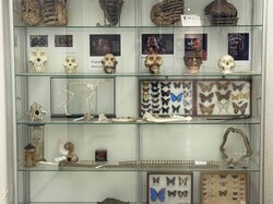 Eine Museumsvitrine mit verschiedenen Artefakten, darunter Schädel, Schmetterlinge und andere Exemplare.